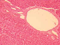 fignorm.jpg (122900 bytes)