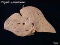 patoartefigest.jpg (25349 bytes)